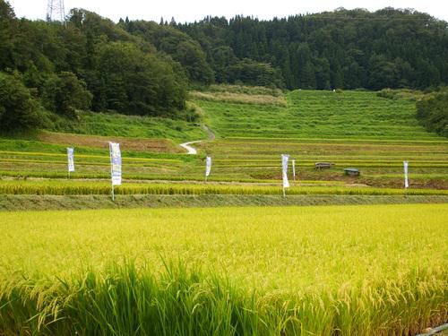 大蕨の棚田［２０１５年９月３日現在］