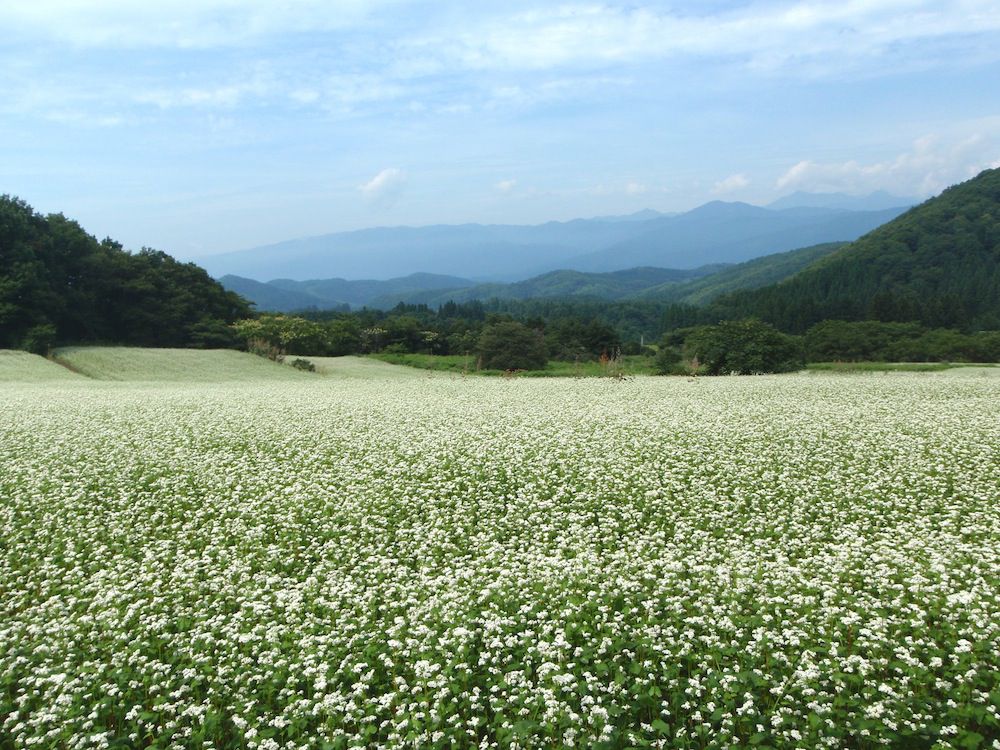 作谷沢の蕎麦畑