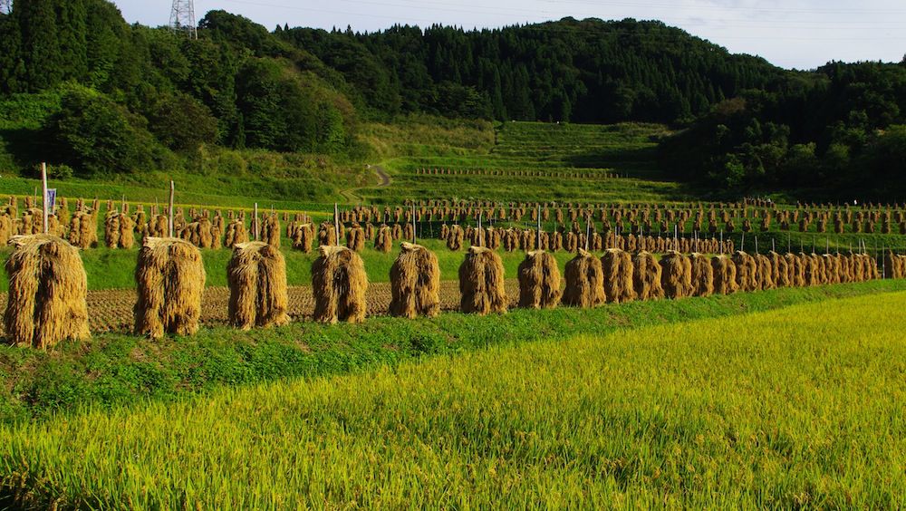 大蕨の棚田