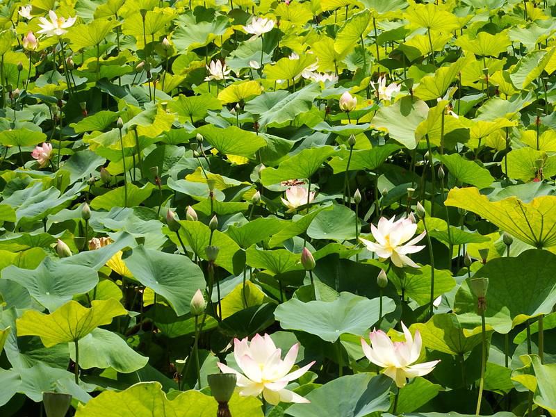 作谷沢「たての香苑」 “ハスの花” が見頃です
