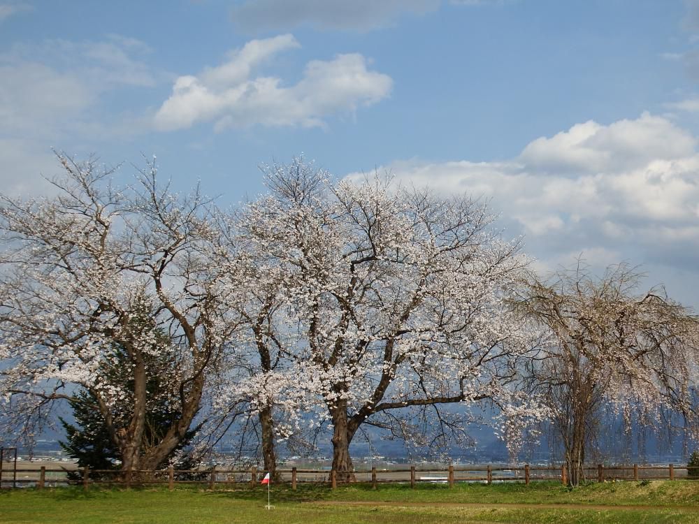 やまのべの桜開花状況