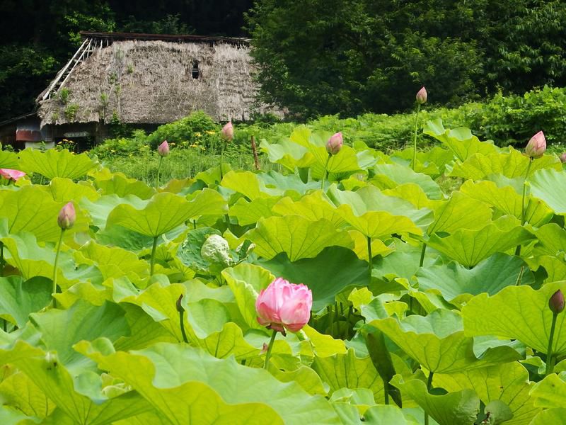 作谷沢たての香苑“ハスの花”が咲きはじめました