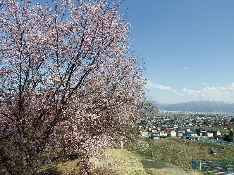 やまのべの桜開花状況