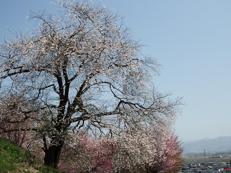 やまのべ桜開花状況