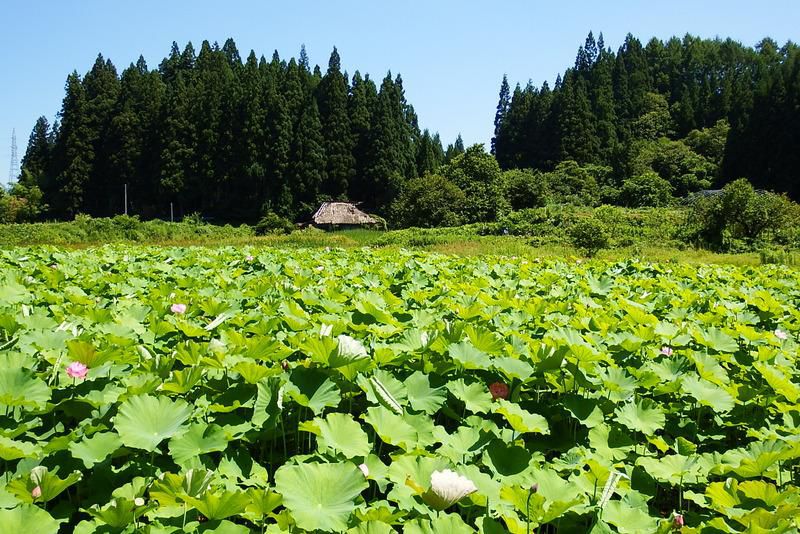 作谷沢「たての香苑」“ハスの花”が咲き始めました