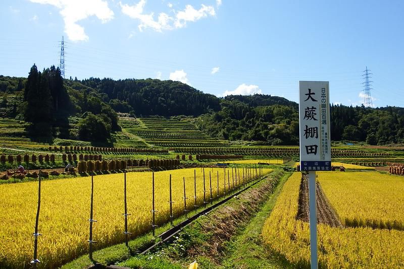 大蕨の棚田【９月１９日現在】