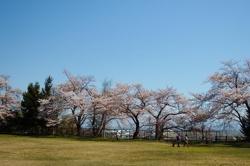 山辺町さくらの開花状況