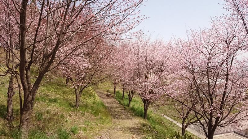山辺町さくら開花状況