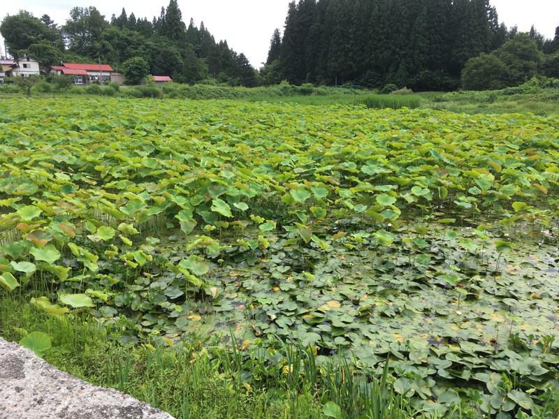 作谷沢ハスの里「たての香苑」