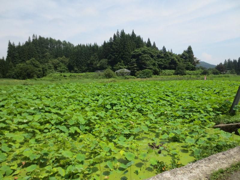 作谷沢「たての香苑」ハス開花状況