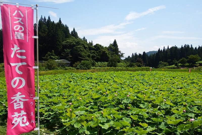 作谷沢「たての香苑」ハス開花状況