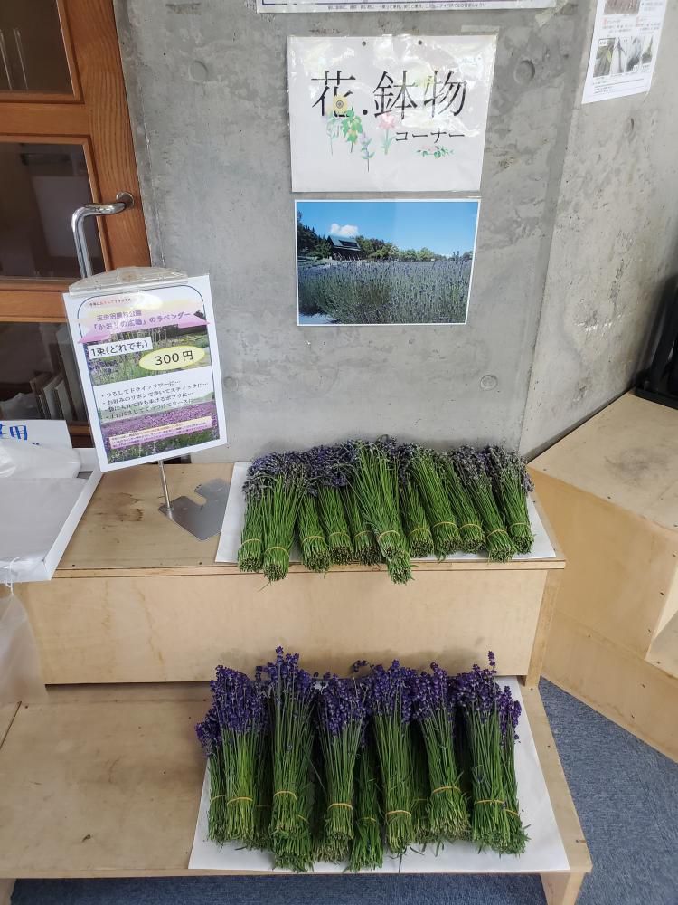 「玉虫沼農村公園（かおりの広場）閉鎖」と「ラベンダー販売のお知らせ」