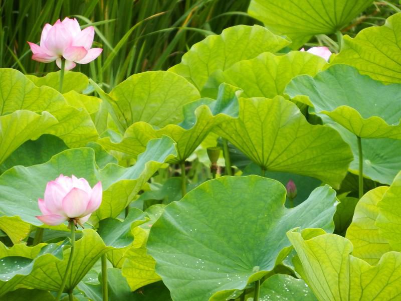 作谷沢「たての香苑」ハスの花開花状況