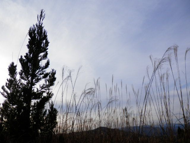 舞い落ちる音