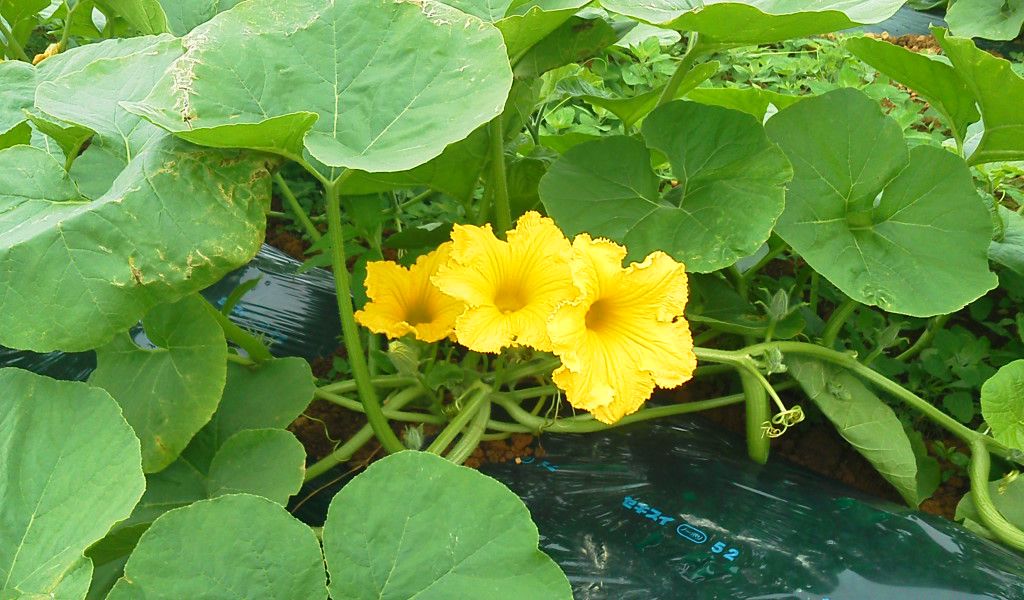 蔵王かぼちゃ生育状況　その４
