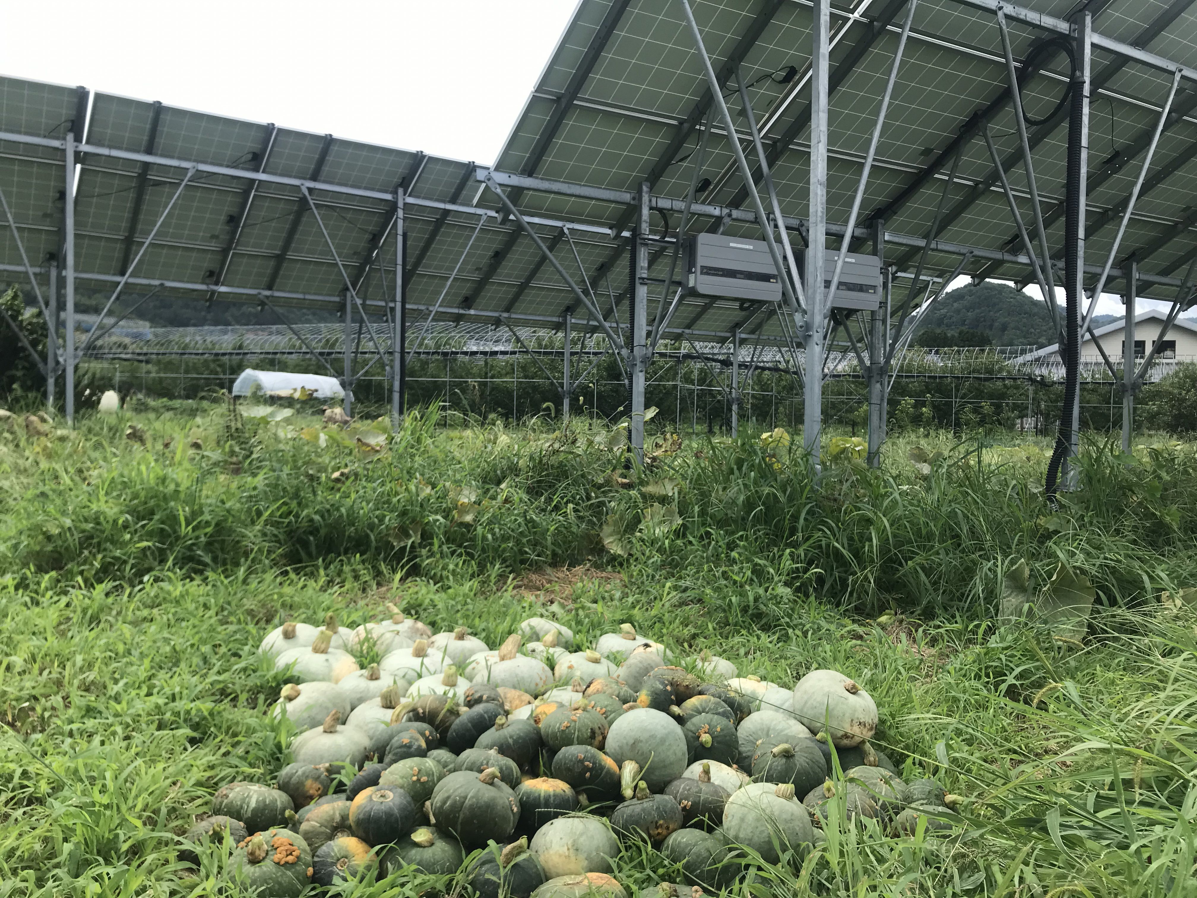 【営農型太陽光】かぼちゃ収穫