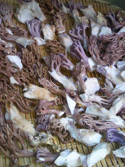 ★味よし「芋煮会プラン、大人気です！！」