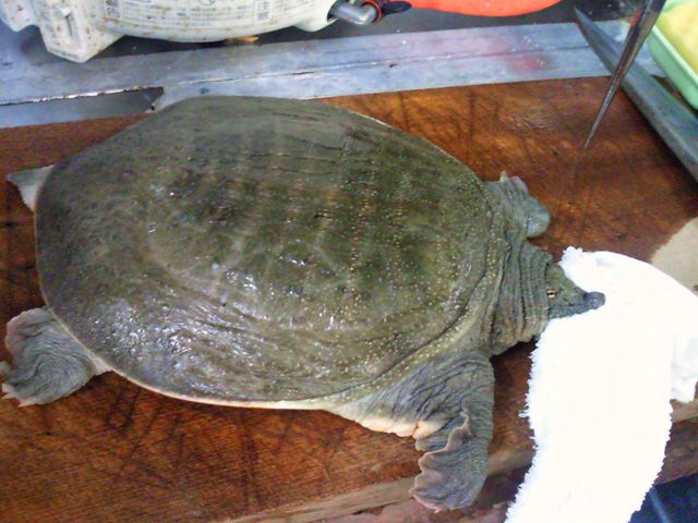★味よし「きかん坊？？のすっぽんです～！」