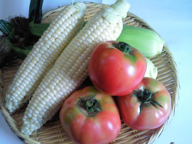 ★味よし「夏野菜！！収穫バンザ～イ！！」