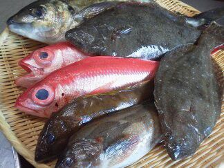 ★味よし「築地直送のオススメ鮮魚です！」