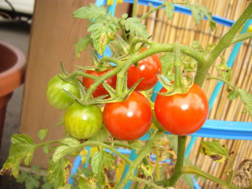 ★味よし「夏休み真っ只中ですね～・・・！」