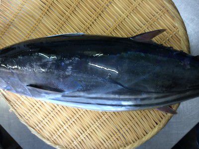 ★味よし「いい鰹（かつお）は、青い？？」