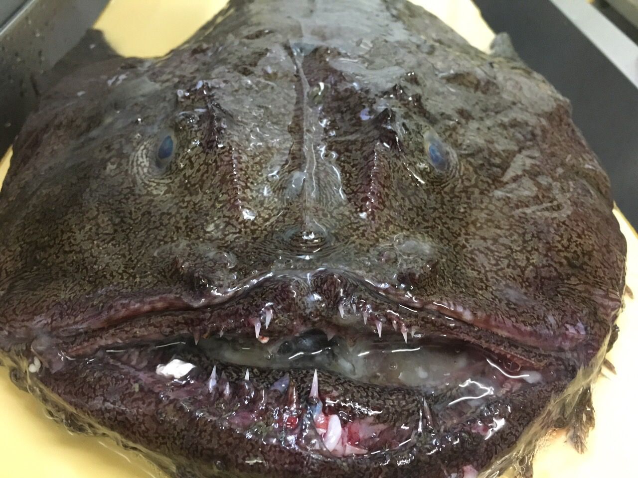 ★味よし「鮟鱇（あんこう）って、こんな顔です！！」