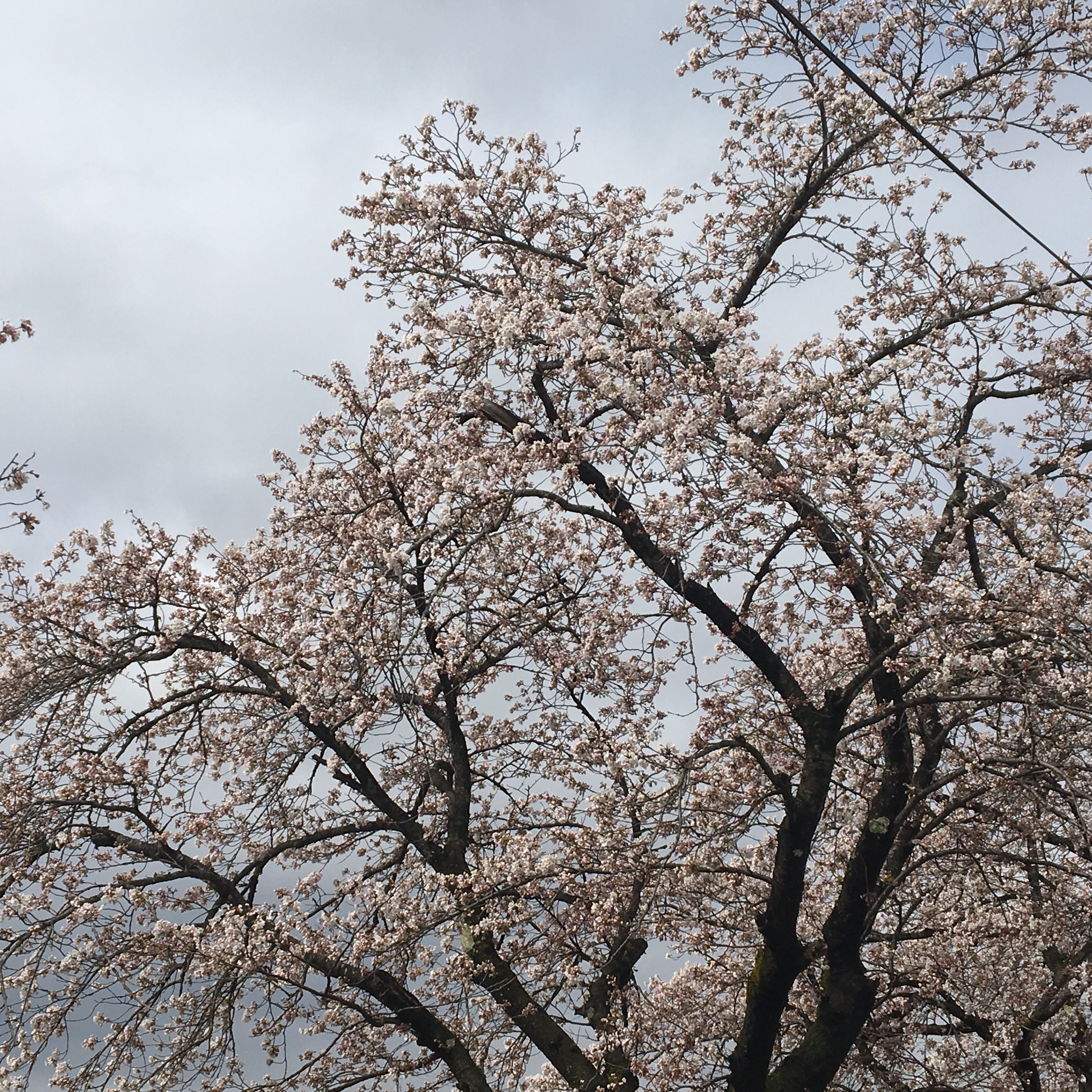 ★味よし「桜も咲いてきましたね！！🌸🌸🌸」