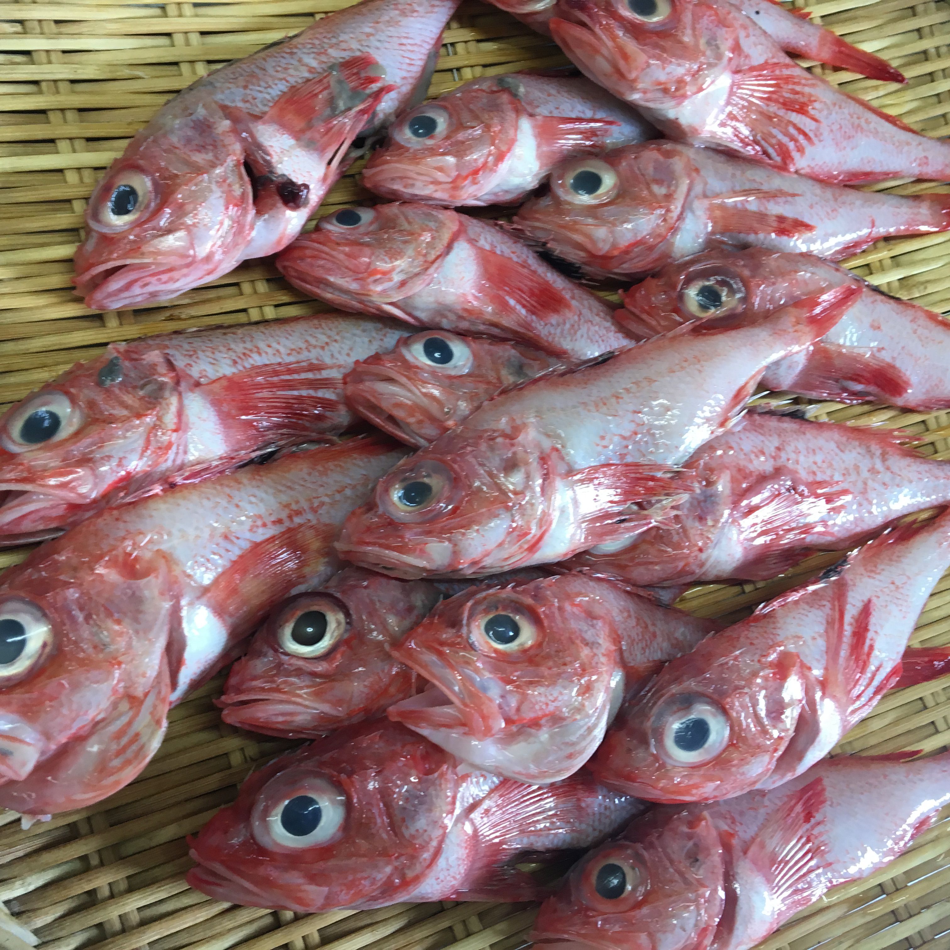 ★味よし「豆きんき、入りました！！」