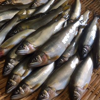 ★味よし「旬の味、鮎（あゆ）はいかがですか？？」