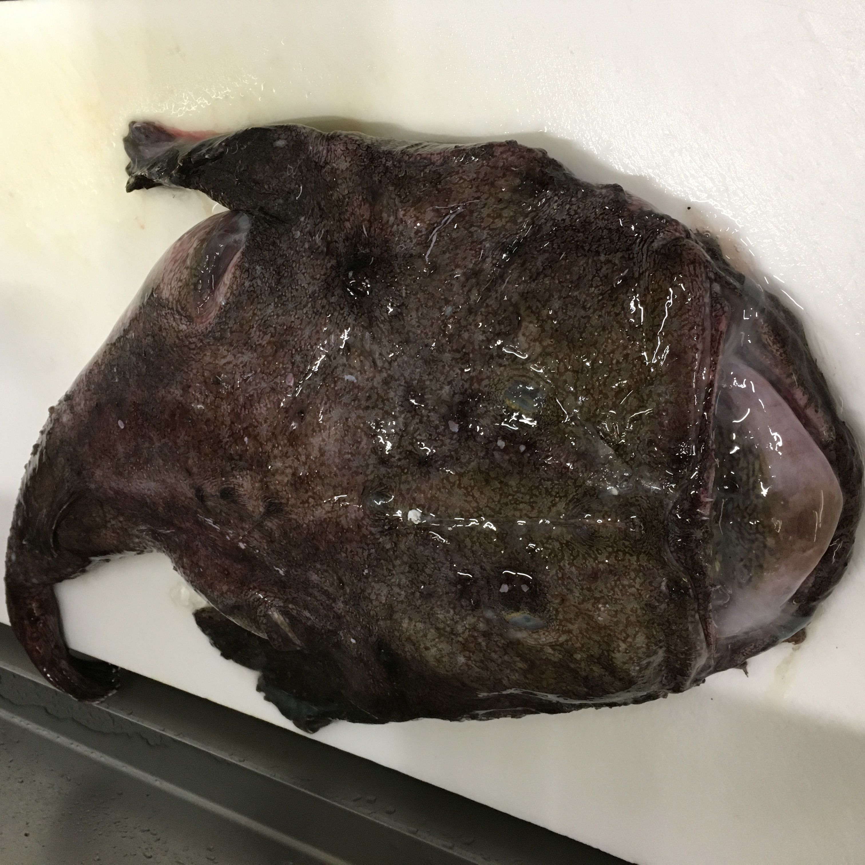 ★味よし「今日は、鮟鱇（アンコウ）ですよ！！」
