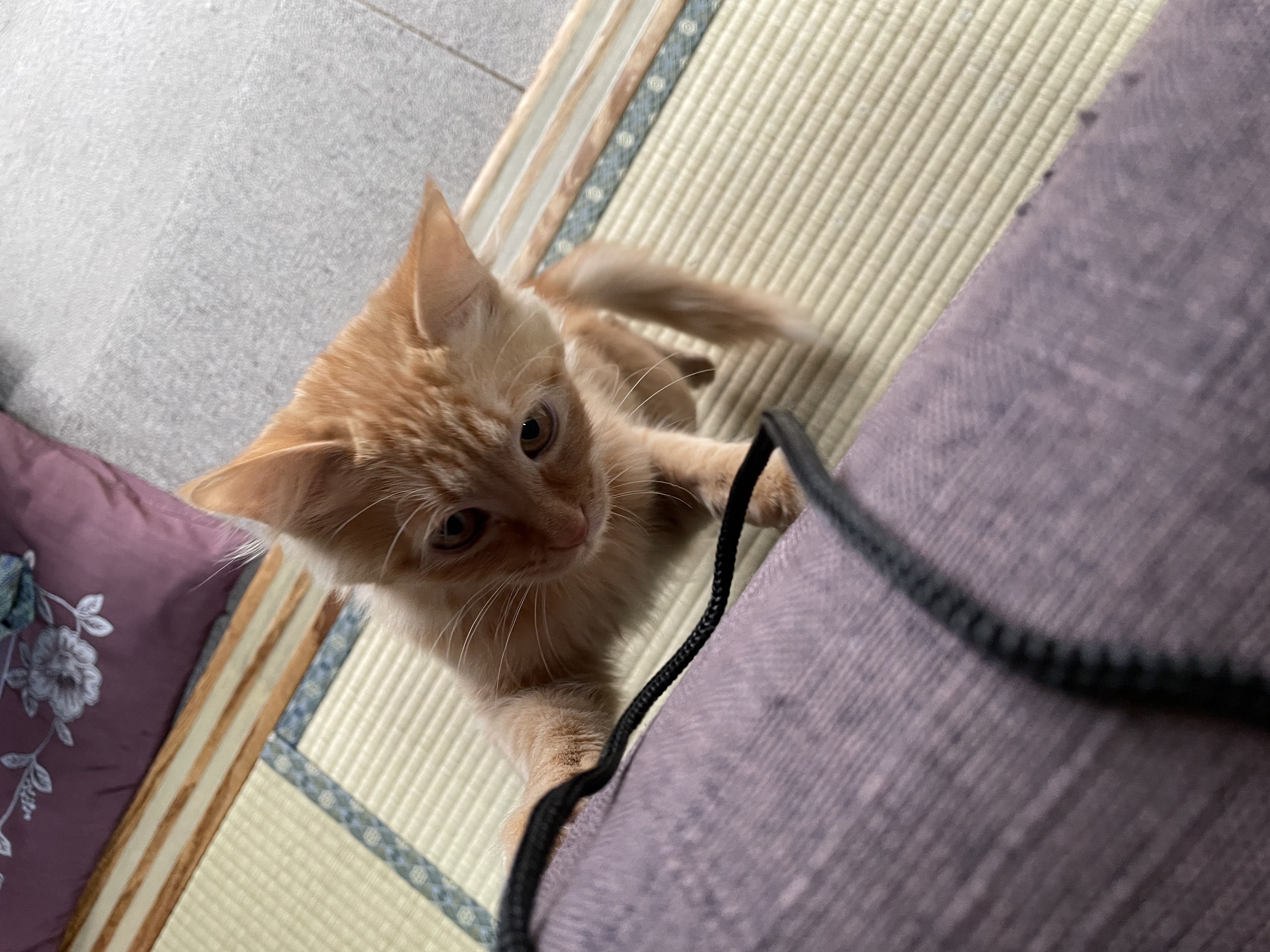 ★味よし「招き猫？🐈だといいね！（笑）」