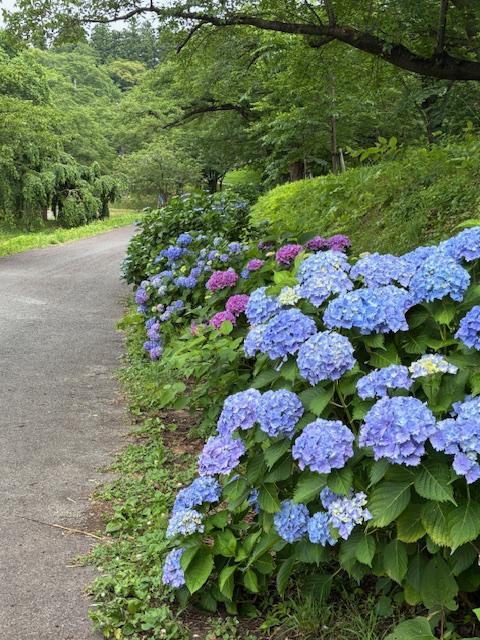 あじさいの道