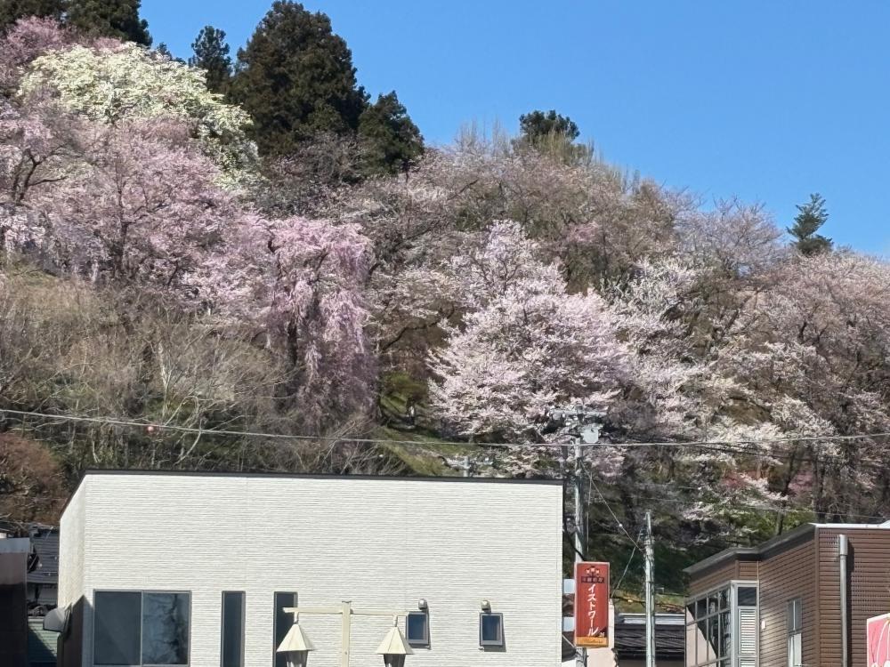 2026.4.8　烏帽子山の桜