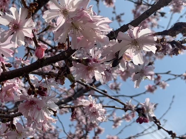 とある桜