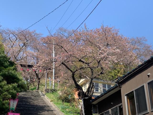烏帽子山さくら便り　№2