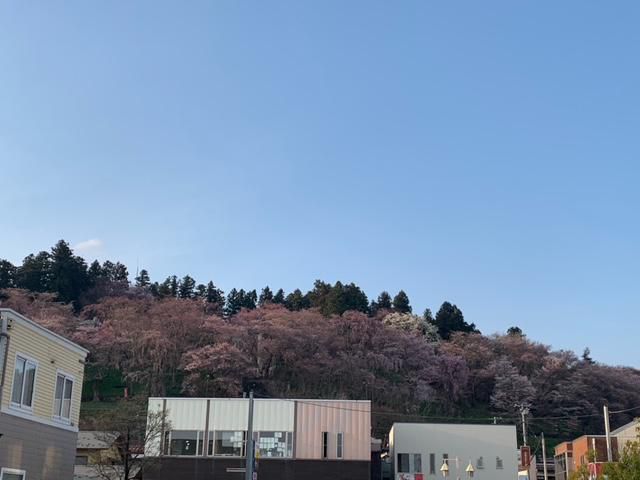 烏帽子山さくら便り　№3