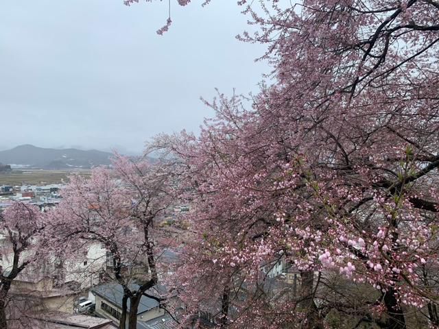 烏帽子山さくら便り　№4