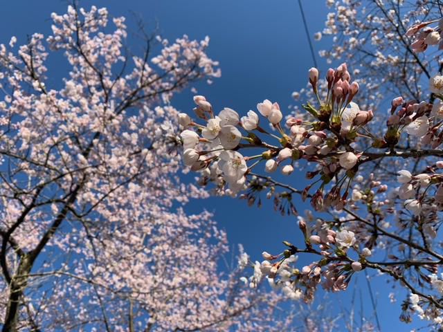 さくら