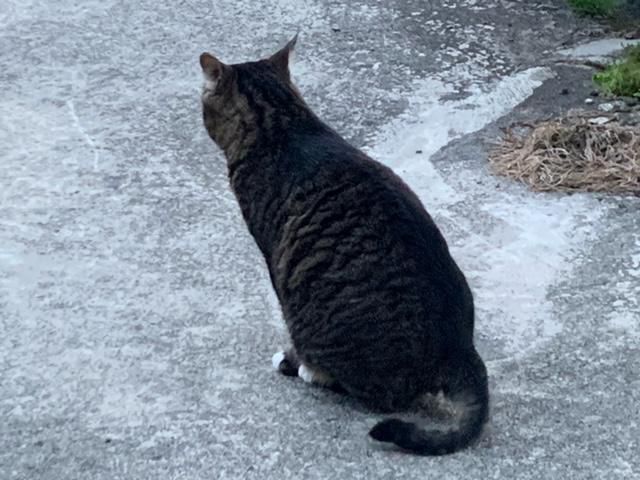 被疑猫