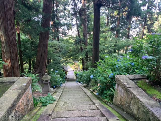 薬師寺　紫陽花