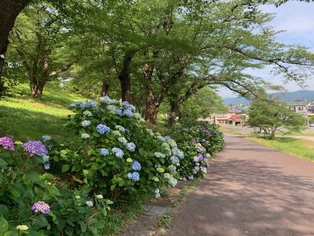 紫陽花ロード