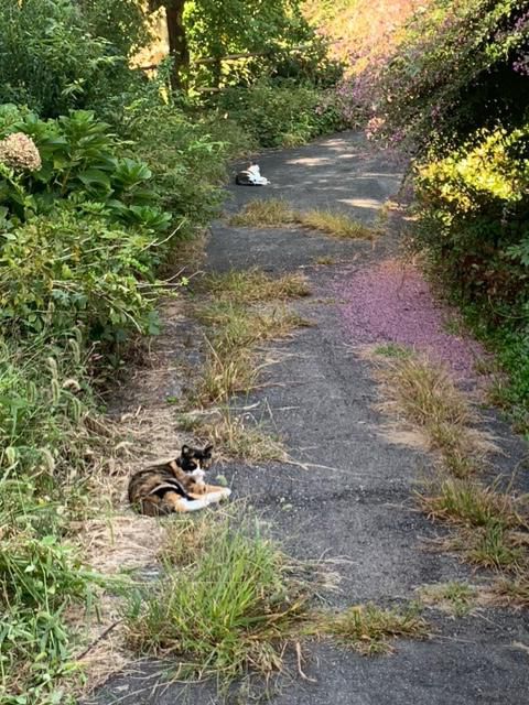 散歩道