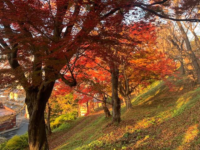 烏帽子山の紅葉