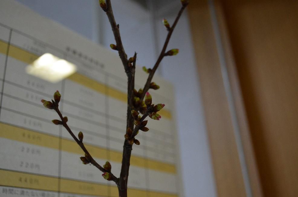 桜