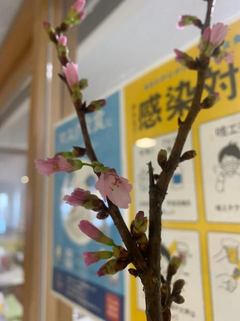 桜