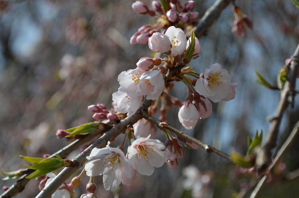 2023　桜