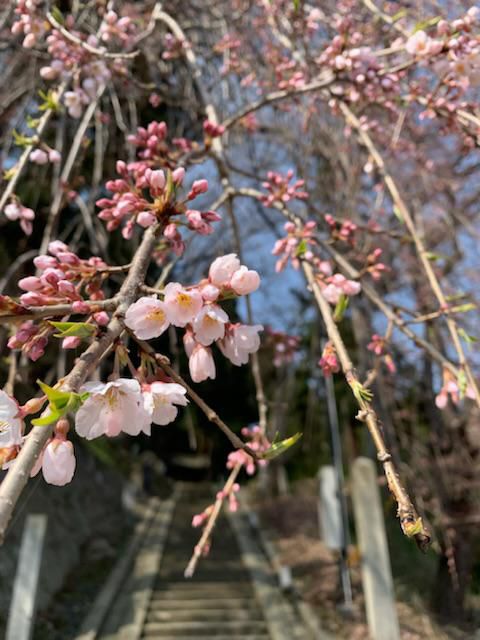 2023 桜