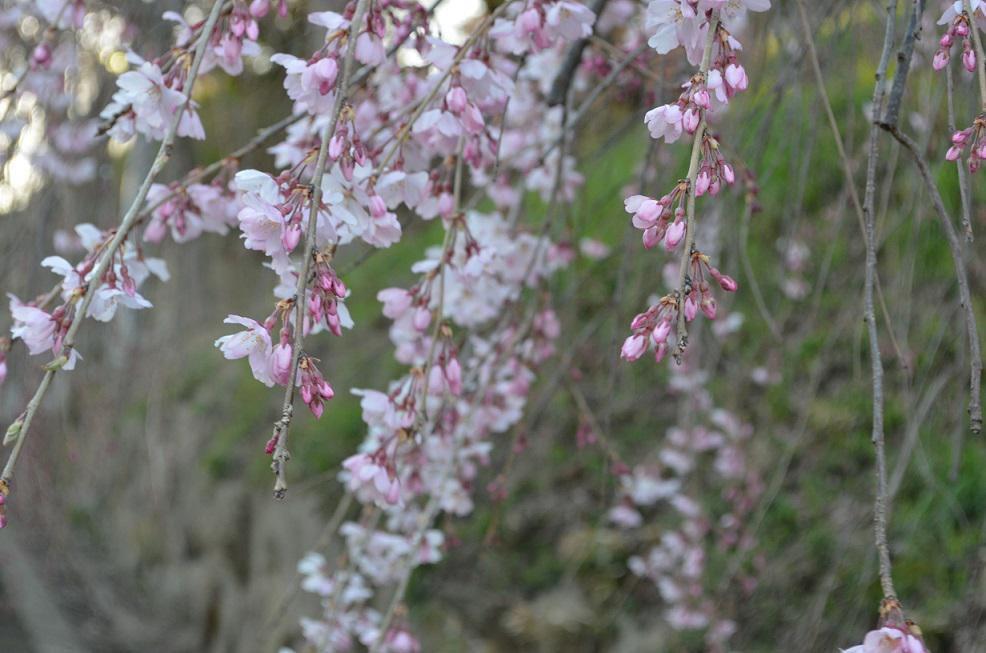 2023 烏帽子山桜だより№3