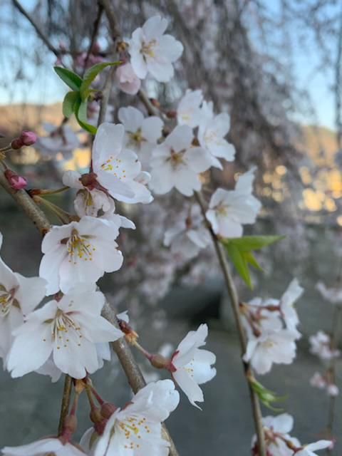2023 桜